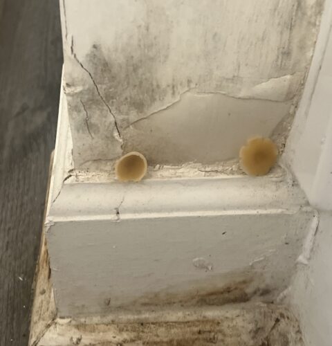 Common Places Where Molds Hide