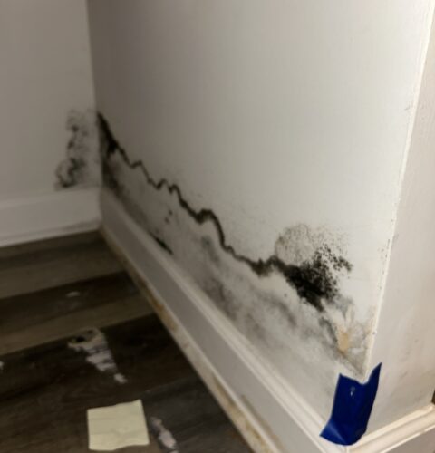 How to Tell If You Have Hidden Mold in Your Home